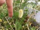 A caterpillar crawling around the pollinator garden on Governor's Island