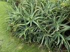 This plant looks a lot like an Aloe Vera, but I am not sure if that is the correct name of this plant