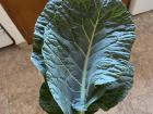 Giant kale that my landlady brought me from her garden!