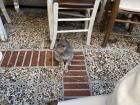 A cat who approached our table at a cafe. They aren't too forceful (shop owners will shoo away any cats that bother customers), but they do hang around at some distance in case any food drops—intentionally or not!