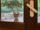 A view from my bedroom window, featuring a curious cat (we'll be looking at these residents of Athens in next week's article!). 