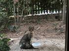 Another, less curious, local cat outside my window. 