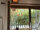 The same cat just moments later, getting adventurous after I walked away for a few moments!