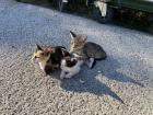 A group of kittens spotted at the archeological site of Mycenae. 