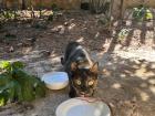 One of the local cats outside my bedroom window, eating from some food I'd left out.
