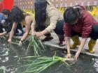 Cleaning the dirt off the scallions