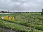 A scallion field in Yilan, Taiwan