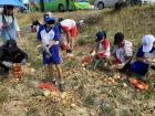 Learning how to harvest onions during a field trip