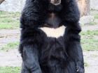 Does it look like the bear is wearing a collar?