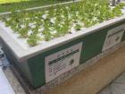 We are growing lettuce at the moment