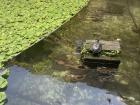 The turtle and fish pond is one of the most popular places on our campus