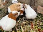 The guinea pigs were super cute and energetic