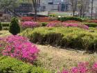 Pink royal azaleas planted near the street
