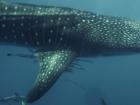 I am lucky enough to swim with whale sharks very frequently