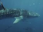 Whale sharks can grow up to 20 meters (65 feet) long!