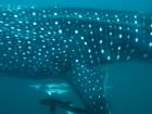 When I am trying to identify a whale shark I look at the spots behind their last gill, and the end of the pectoral (side) fin