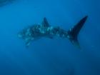 This is a juvenile male shark; he was only about seven meters long!