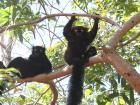 Nosy Komba, in Madagascar, is the ONLY place in the entire world where you can see black lemurs in the wild