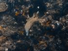 This large moray eel lives on a coral reef here in Tofo