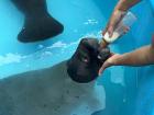 When they are young, we feed them milk because baby Amazon manatees typically receive milk from their mother's in the wild.