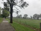 A Eucalyptus tree growing along the sidewalk, with more trees in the field