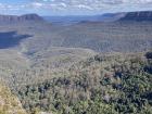 The forest here in the Blue Mountains is composed mainly of Eucalyptus trees