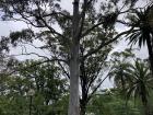 Eucalyptus trees grow all over our campus! 