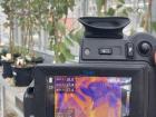 Here I'm using an infrared camera to look at leaf temperatures, which is useful when studying heatwave responses