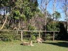 Australia's geographic isolation has led to the evolution of unique wildlife such as these kangaroos