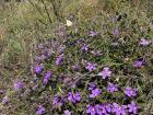 Australia is home to many native wildflowers, such as Scaevola ramosissima