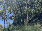 Tall grass trees tower overhead
