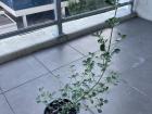 This plant is the first Australian native that I've added to my collection!