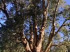 Melaleuca quinquenervia is native to Australia but is invasive in Florida