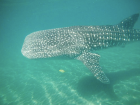 This is Tllacoyo, one of my favorite whale sharks; At 13 feet long, he is just a teenager with a lot of growing left to do