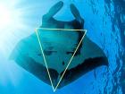 Mark recapture in action! The area within the yellow triangle is the area we use to identify a manta from it's spots