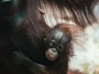 Zaki is a baby orangutan at the Cleveland Zoo. Working in a zoo can be another great way to make curiosity a career
