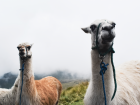 Courage is easier when the llamas aren't looking at you like this...
