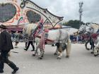 Atypical white horse at Oktoberfest