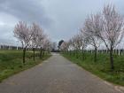 Our area is known for almond blossoms