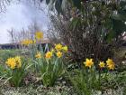 Germany has lots of wild daffodils