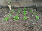 My dad planted this lettuce garden for our landlords