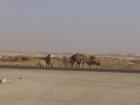 When I'm going to my classes, I often pass camels on the roadside