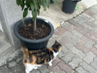 Whenever I see this kitty outside my school, I take it as a positive sign