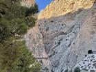 A view of the canyon with an Aleppo pine in the foreground
