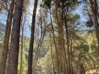 More trees we saw on the hike (though these are not Aleppo pines)