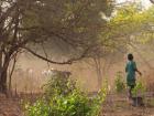 A boy leading cattle to water in Temento Samba, Senegal