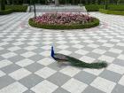 Here is a photo of a peacock at Retiro Park