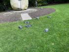 The seagulls are always accompanied by pigeons in the park