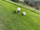 Look at these swans at my school!