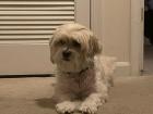 I get to see my dog next week... he's such a good doggie!